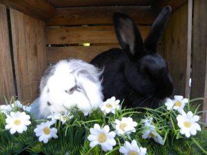 Lucky & Pip