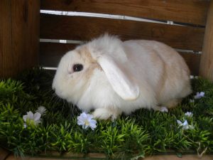 Snuffie
