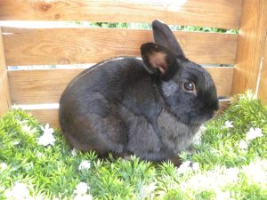 Sylvester
