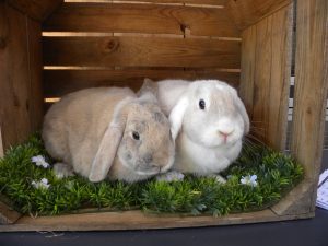 Timmie en Millie