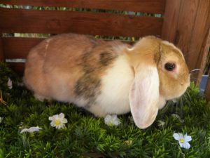 Anouk