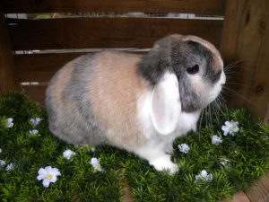 Muis