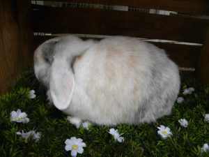 Pluis