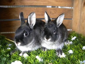 Koosje & Moosje