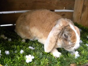 Binkie