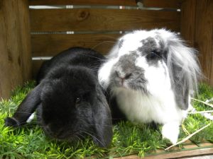 Bruno en Pip