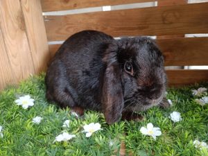 Pluis