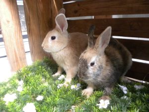 Claude en Ruth Jacott