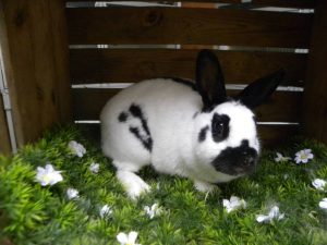 Bunny