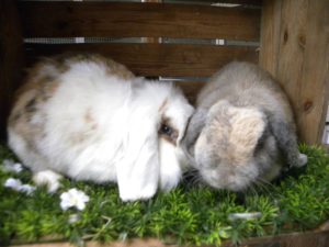 Fluffy en Dotty