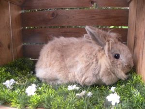 Pluis