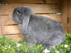 Benjamin