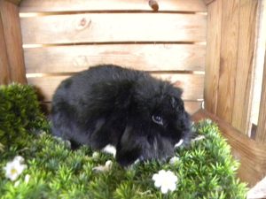 Oreo