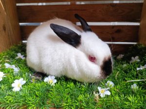 Loetje