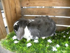 Binkie