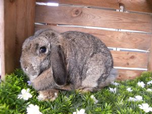 Brunhilde