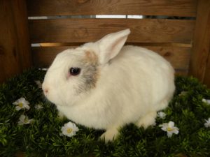 Blanquito