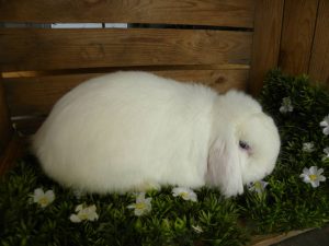 Witje