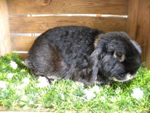 Joep