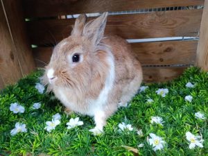 Pluis