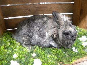 Coco