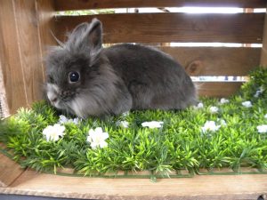 Dorrie