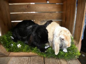 Flip en Bibi