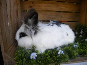 PomPom