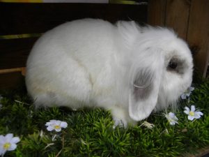 Lila