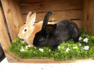 Ginger en Gigi
