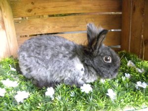 Bunny