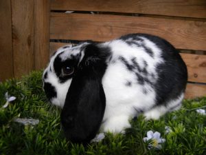 Oreo