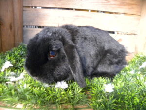 Anouk