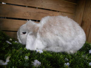 Karel