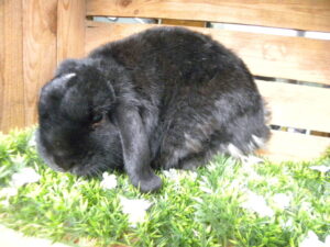 Binky