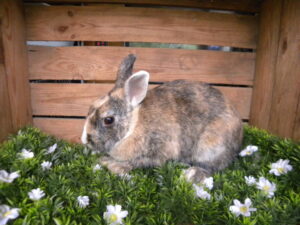 Fluffy